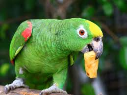 Amazon Parrot For Sale