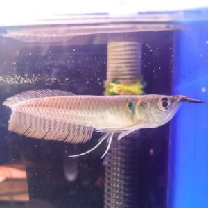 Arowana Fish For Sale