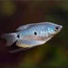 Gourami Fish For Sale