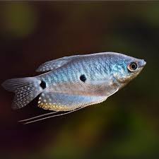 Gourami Fish For Sale