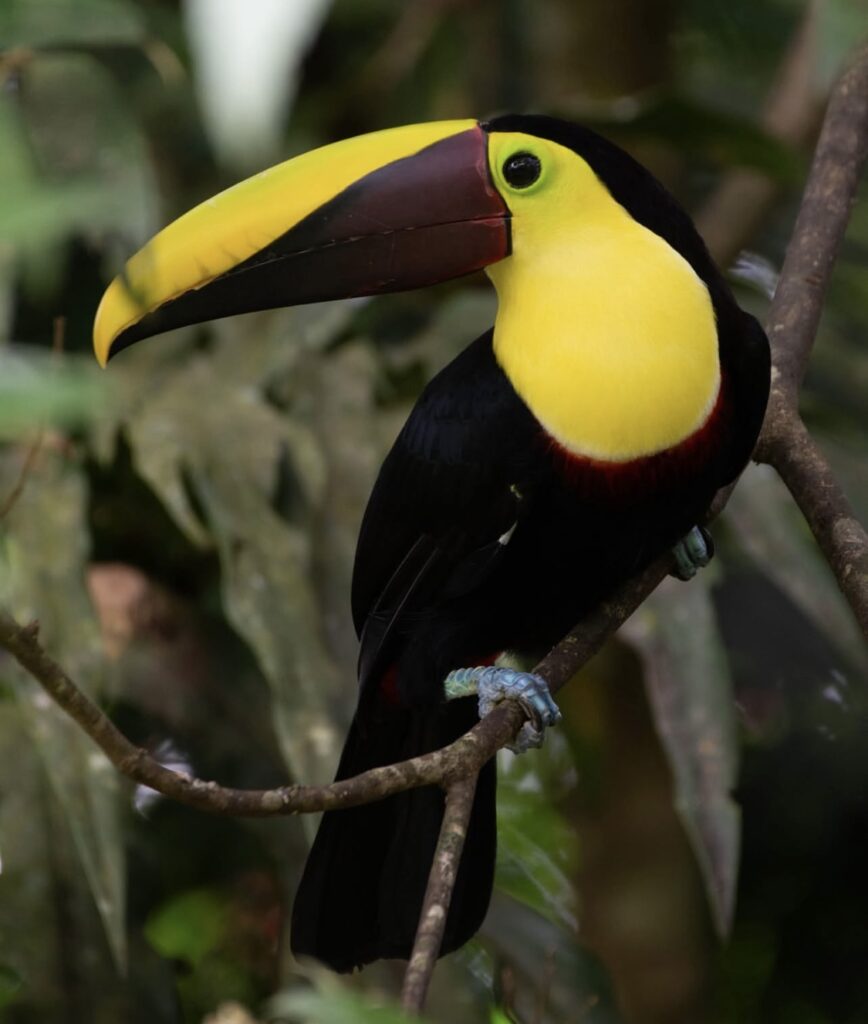 baby toucans for sale