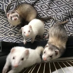 Baby Ferrets For Adoption