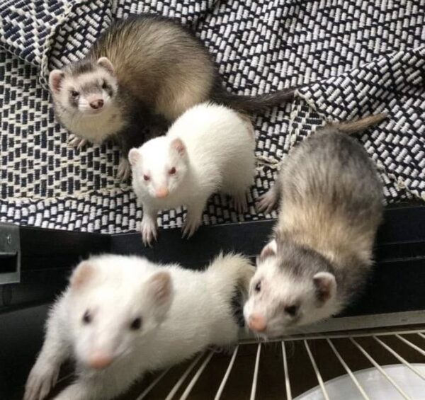 Baby Ferrets For Adoption