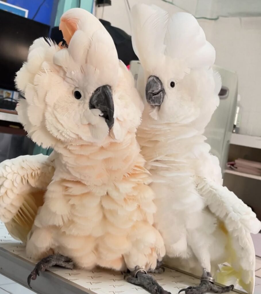 Baby cokatoos for sale