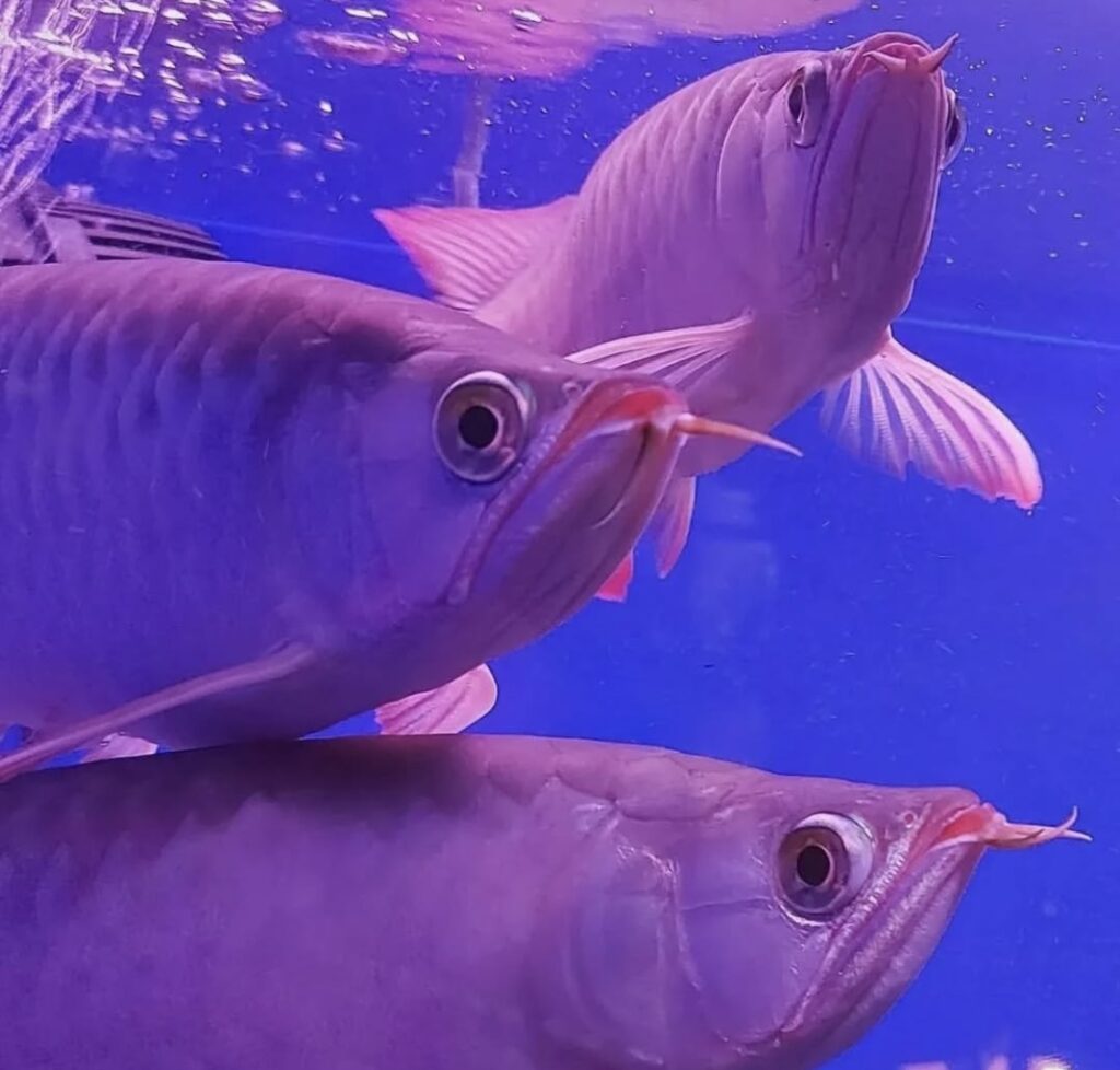 Deases and cure for arowana