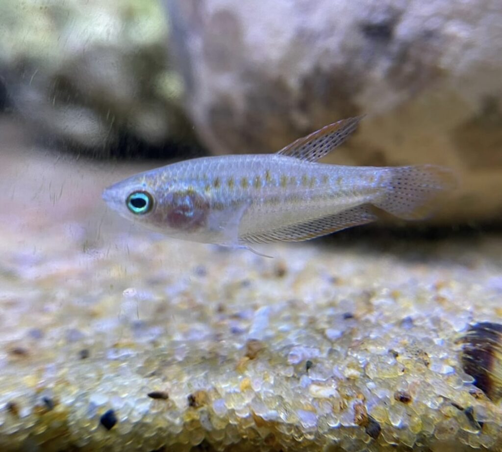 Buy arowana fish online