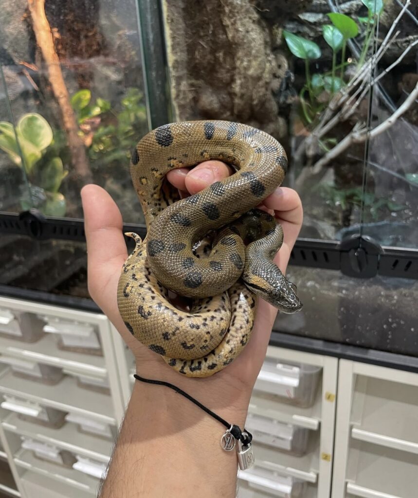 Green anaconda for sale online near me