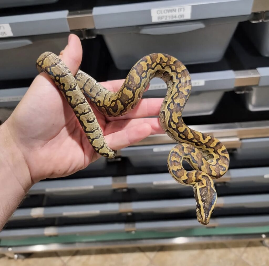 Purchase burmese python online