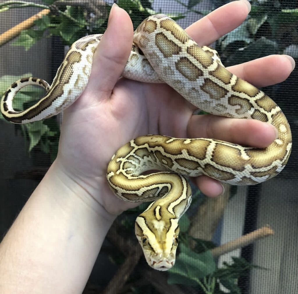Burmese Pythons for sale