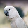 cockatoo for sale