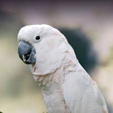 cockatoo for sale