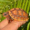 Buy Red footed tortoise online