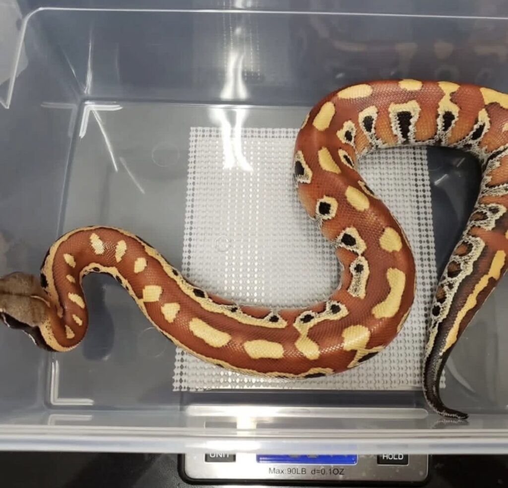 Blood python for sale