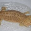 Bearded dragon for sale