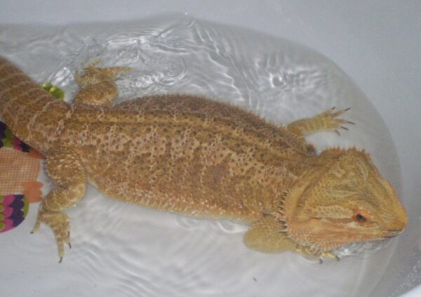 Bearded dragon for sale