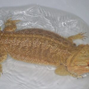 Bearded dragon for sale