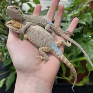 Bearded dragon